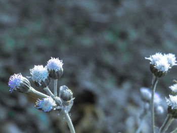 Close-up of flower blooming outdoors