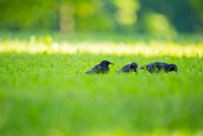 Flock of birds on grass