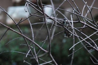 Close-up of insect on fence