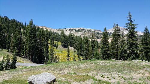 Scenic view of pine trees against clear sky