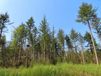 Low angle view of pine trees against sky