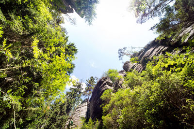 Trees growing in forest against sky