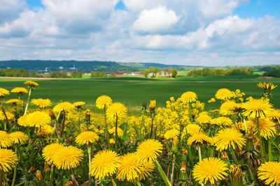 Yellow flowering plants on field against cloudy sky