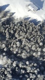 High angle view of frozen tree during winter