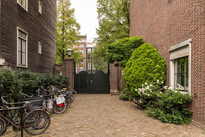 Bicycles on street