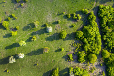 Aerial view of a green wild pasture, countryside range in the spring