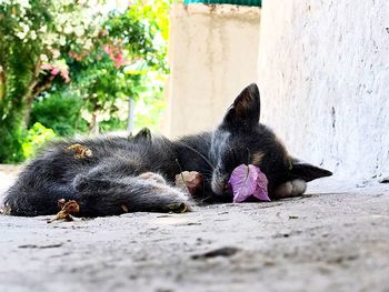 Cat lying in the ground