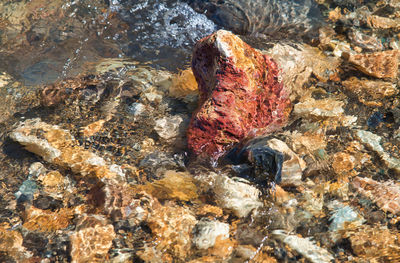 High angle view of turtle in sea