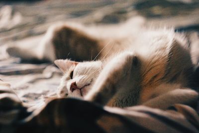 Close-up of cat relaxing