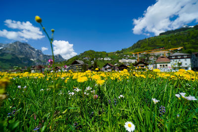 Yellow flowers growing on field against sky