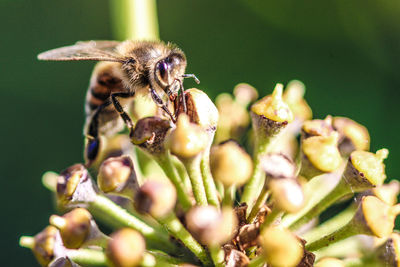 Close-up of honey bee on pink flower buds