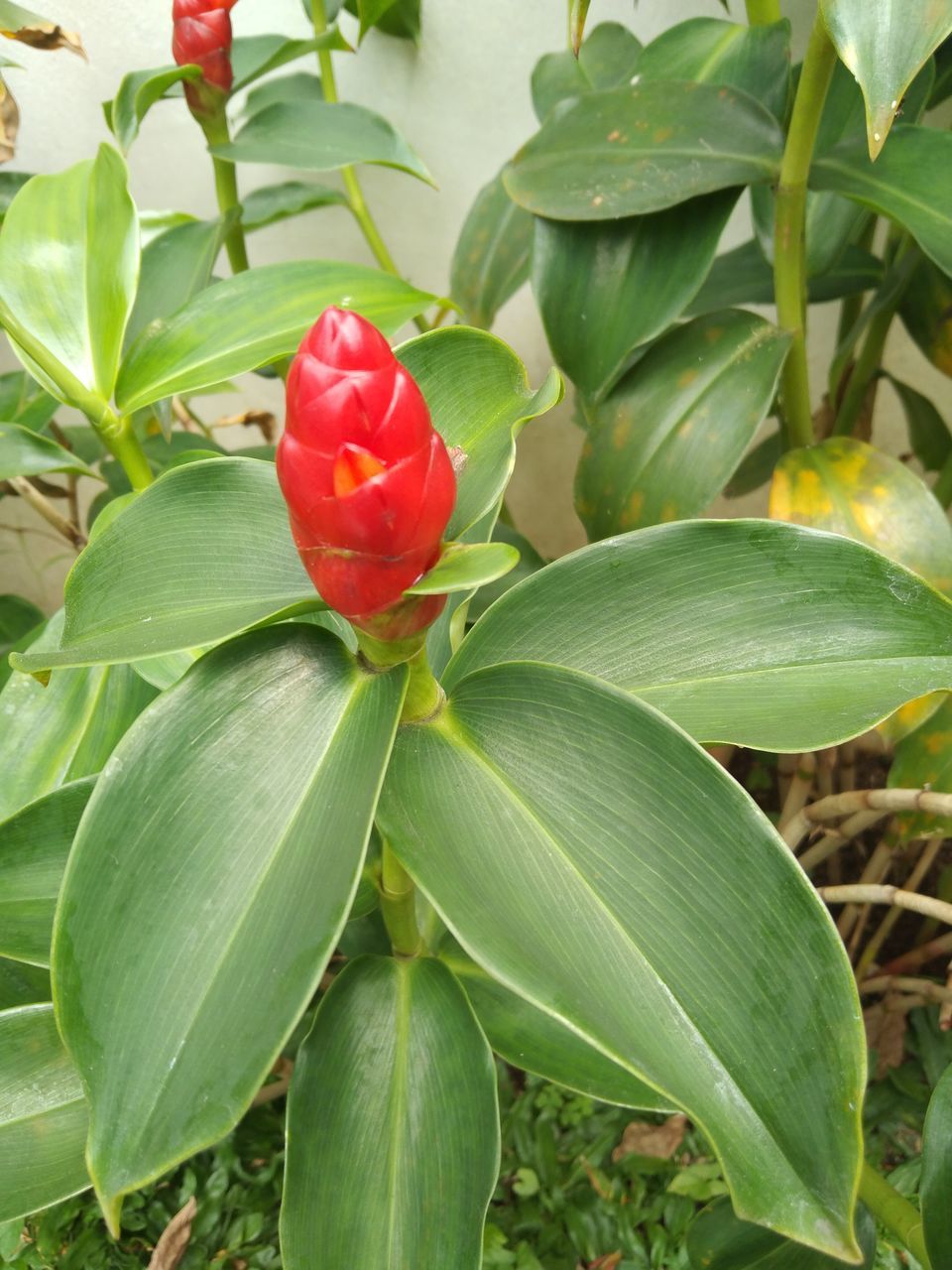 plant, leaf, plant part, flower, flowering plant, beauty in nature, growth, nature, green, freshness, close-up, red, petal, no people, inflorescence, flower head, fragility, food, fruit, outdoors, food and drink, botany
