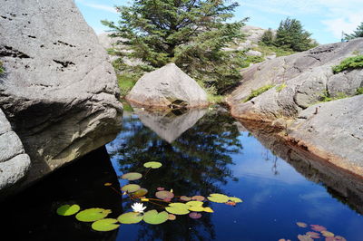 Reflection of trees on lake against sky