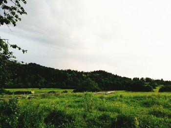 Scenic view of grassy field against sky