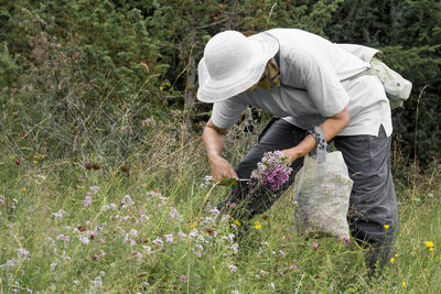 Rear view of person working on field, cut oregano herbs