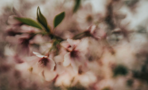 Close-up of flowering plant