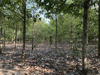 Trees in forest