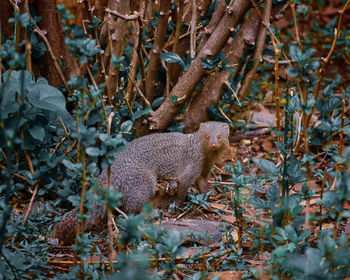 Mongoose on field