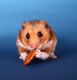 Close-up of golden hamster eating walnut against blue background