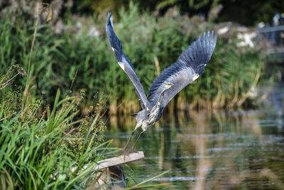 Close-up of bird flying over water