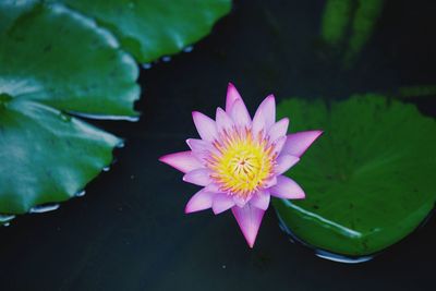 Close-up of lotus water lily in pond