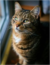 High angle view of cat sitting by window at home