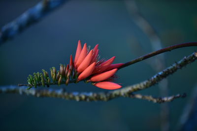 Close-up of red flower