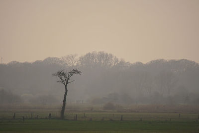 Trees on field against sky during foggy weather