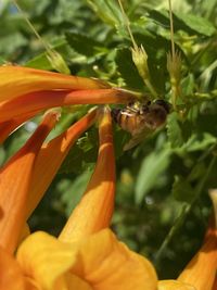 Close-up of insect on flower