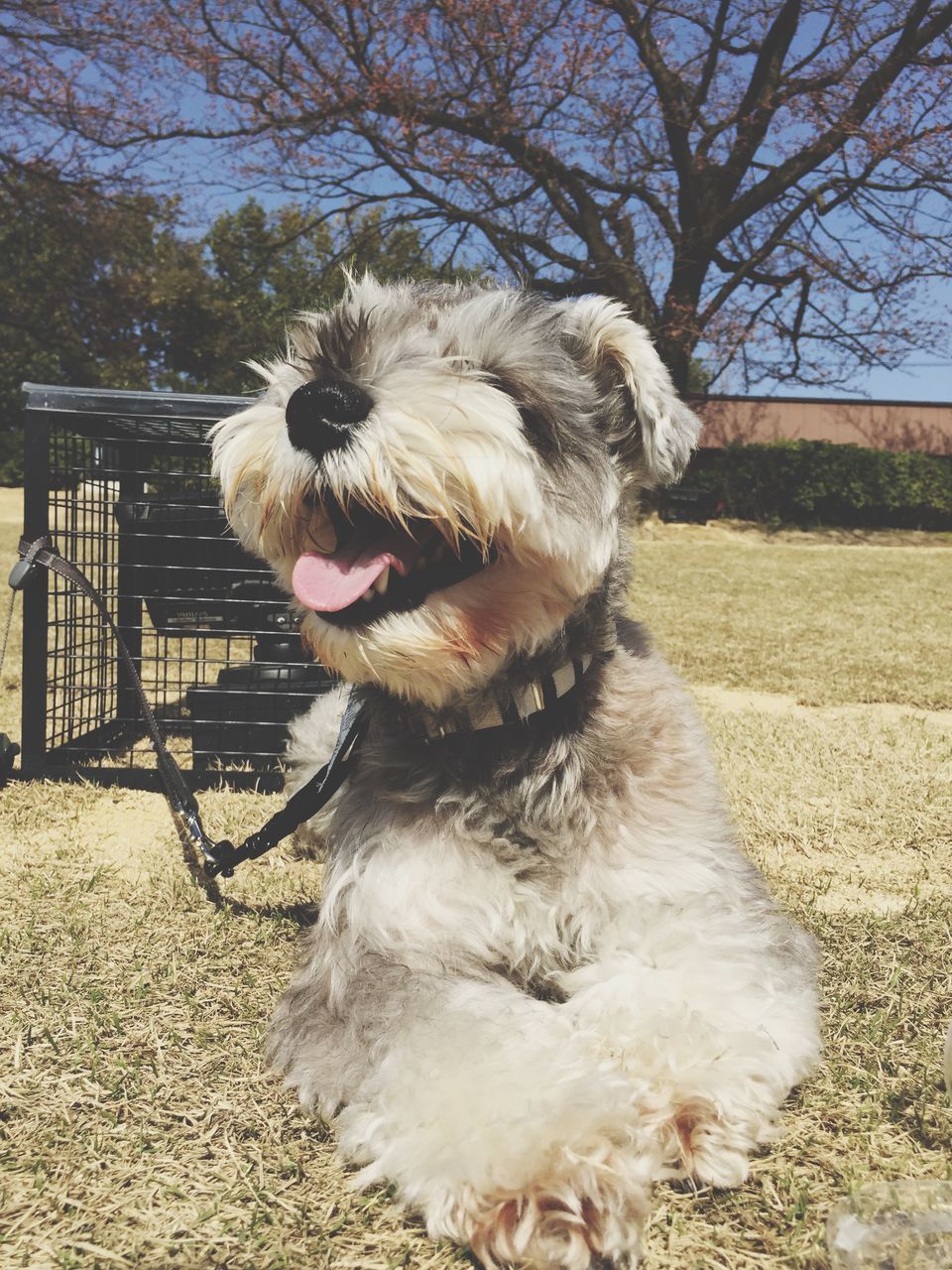 DOG LOOKING UP