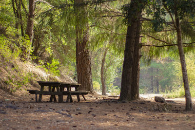 Empty bench by trees in forest