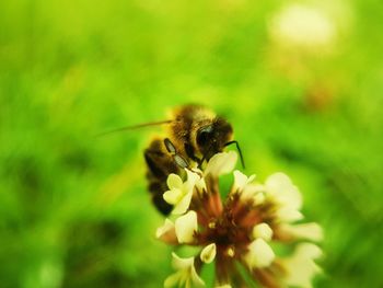 Close-up of bee on flower