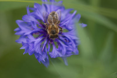 Close-up of bee pollinating on purple flower