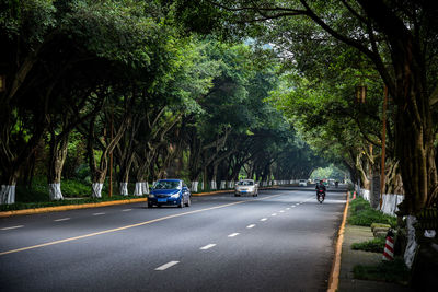 Cars on street by trees