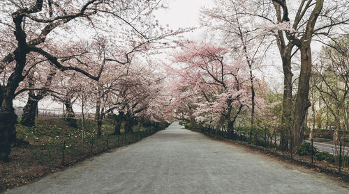 Treelined footpath along trees