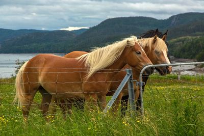 Horse standing on field against sky