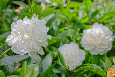 Close-up of white flower