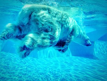 Polar bear swimming in pool