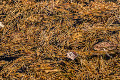 High angle view of bird on field