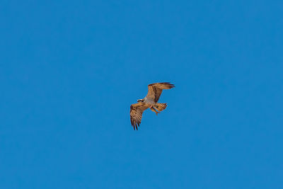 Low angle view of eagle flying in sky