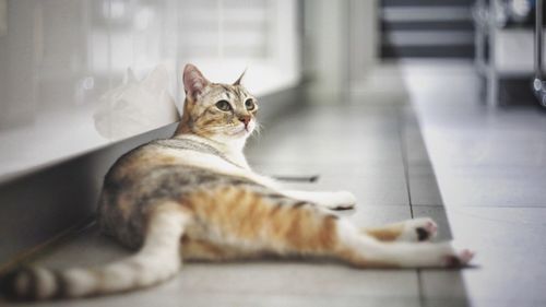 Cat sitting on floor
