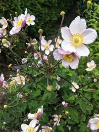 Close-up of fresh white flowers blooming in park