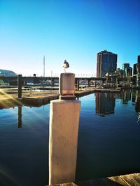 Seagull perching on railing against blue sky