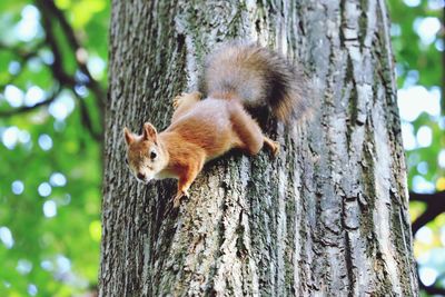 Squirrel on tree trunk