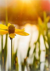 Close-up of yellow flower blooming in field