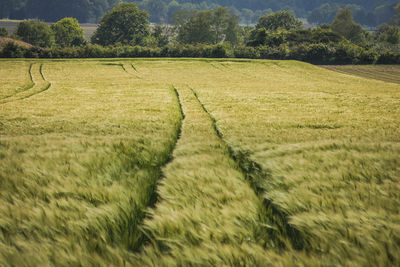 Scenic view of field