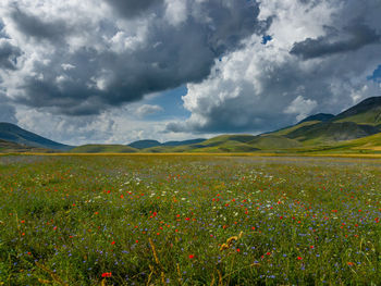 Landscape with mountain range in background