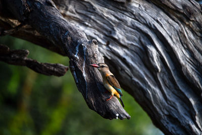 Close-up of bird on tree trunk