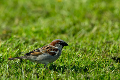 Close-up of bird perching on field