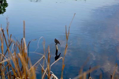 Scenic view of lake